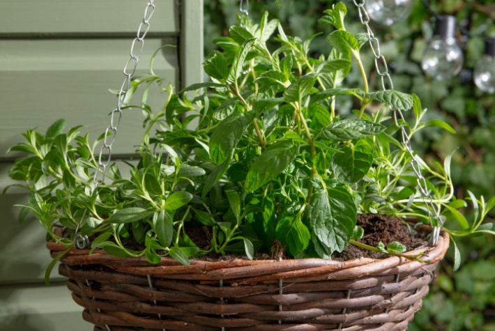 Create a sensory garden