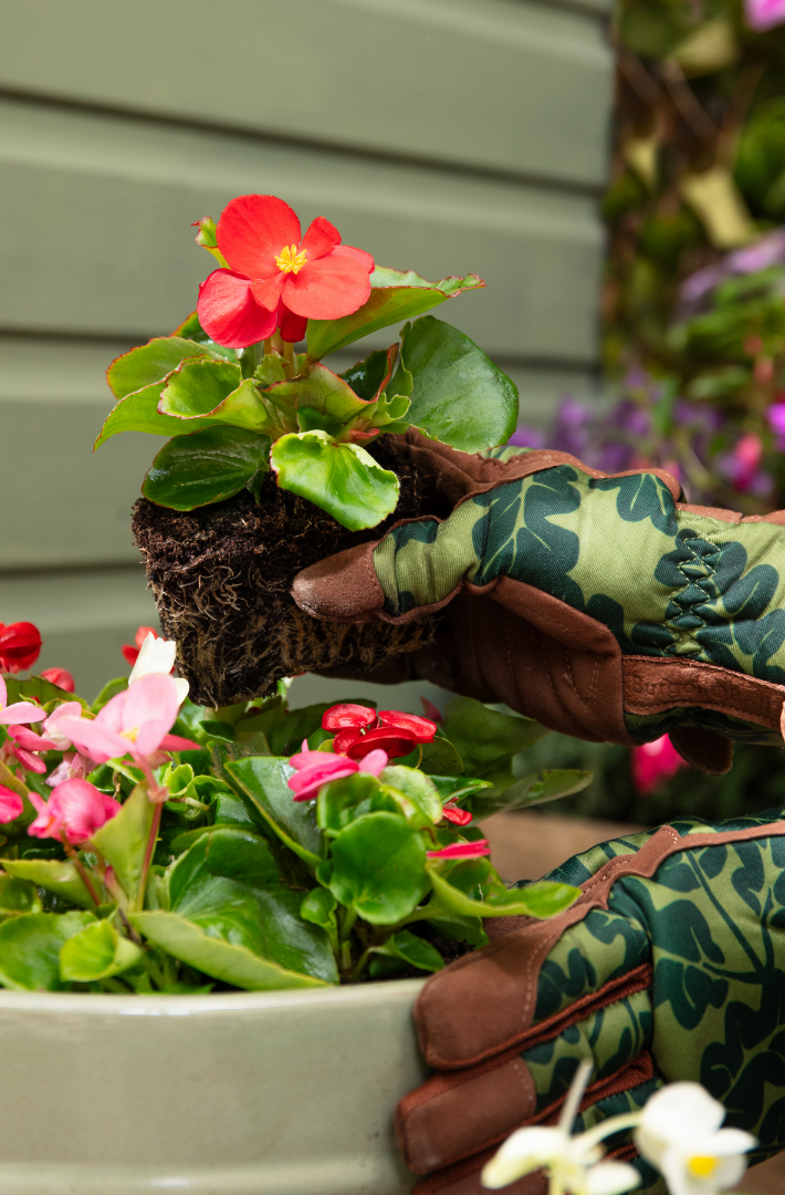 Gardening tips for May