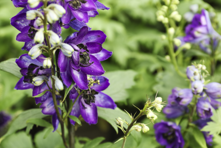 Delphiniums