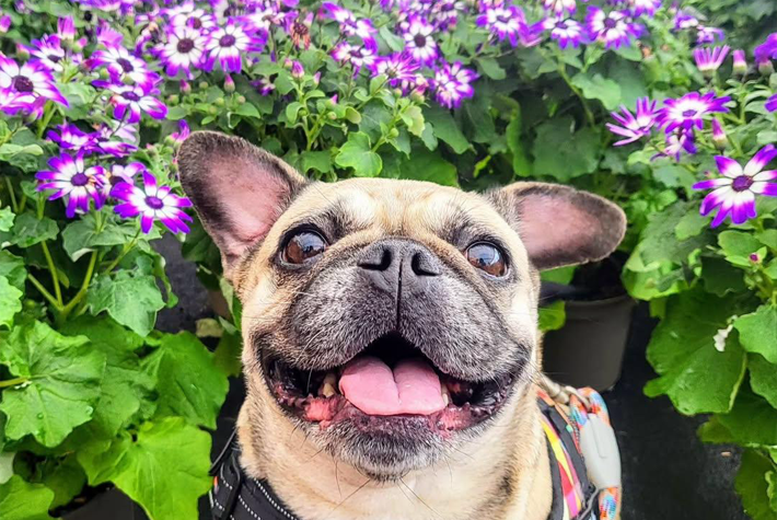 Dogs at Dobbies March winner