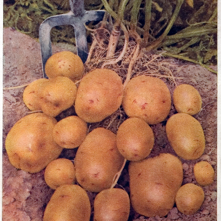 160 years of Dobbies