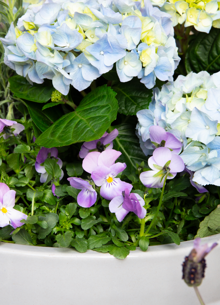 How to plant flowers in a pot