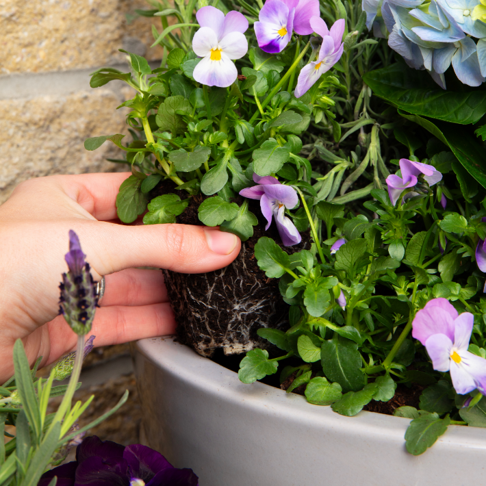 How to plant flowers in a pot