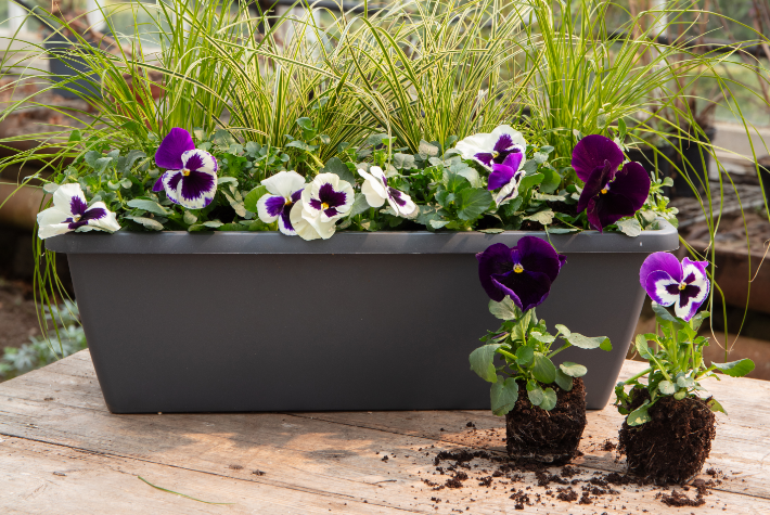 How to plant flowers in a pot