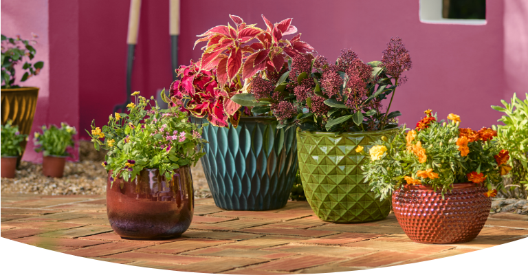 ez plant Popular Houseplant 12-pack: Easy Plant Variety Pack – Cute & Unique Plants main image 0