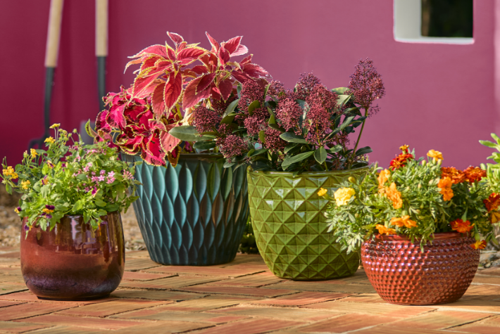 How to plant flowers in a pot