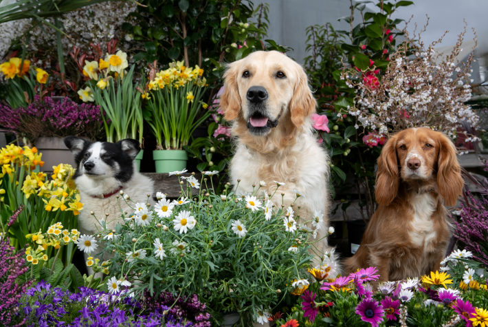 Dog-friendly gardening