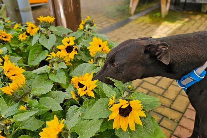 May winner-Rescued-Robbie