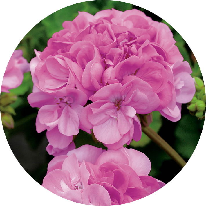 Geranium