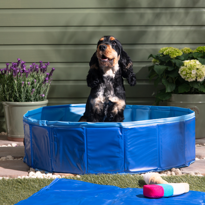 Dedicated zone for dogs