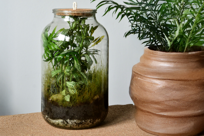 Create a rainforest in a jar