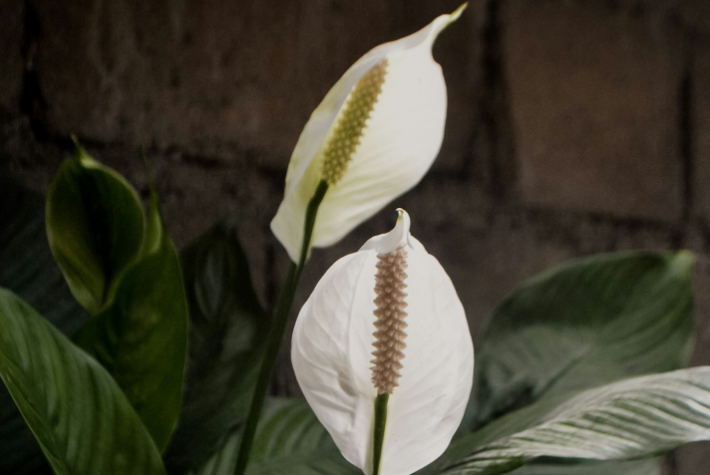 Peace Lily