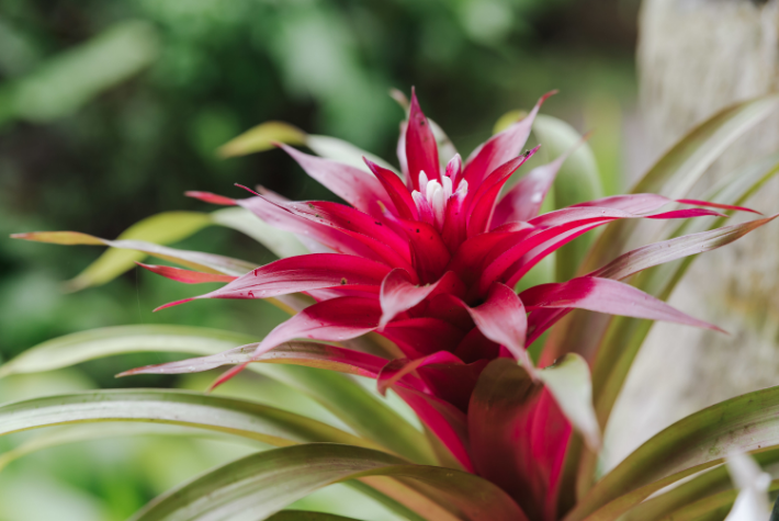 Guzmania