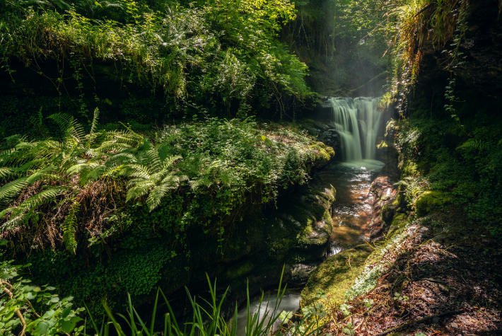 The layers of the rainforest
