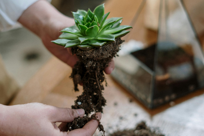 Create a rainforest in a jar