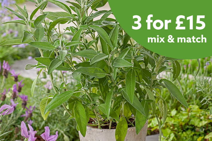 3 for £15 Grow your own