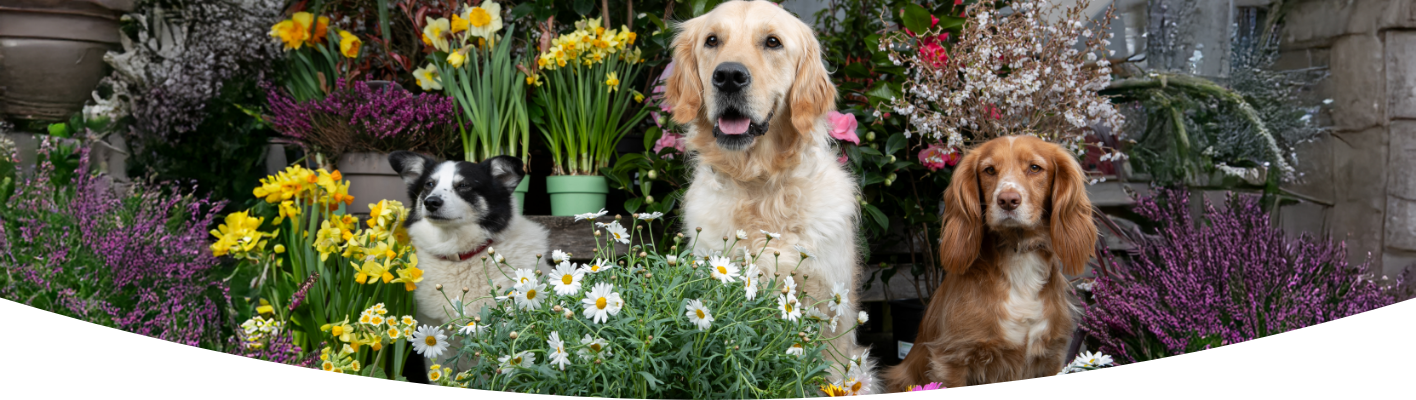 Dog-friendly gardening