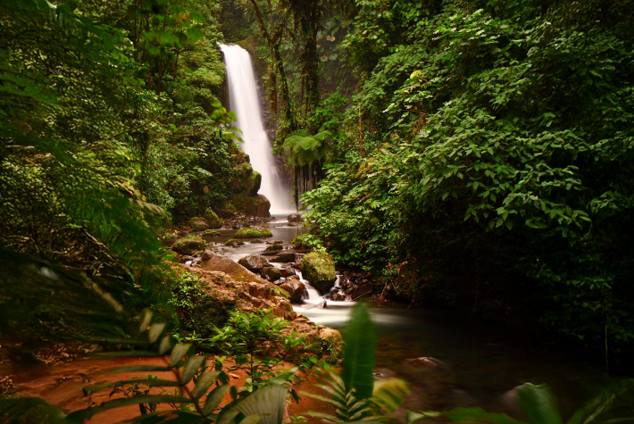 Exploring the rainforest