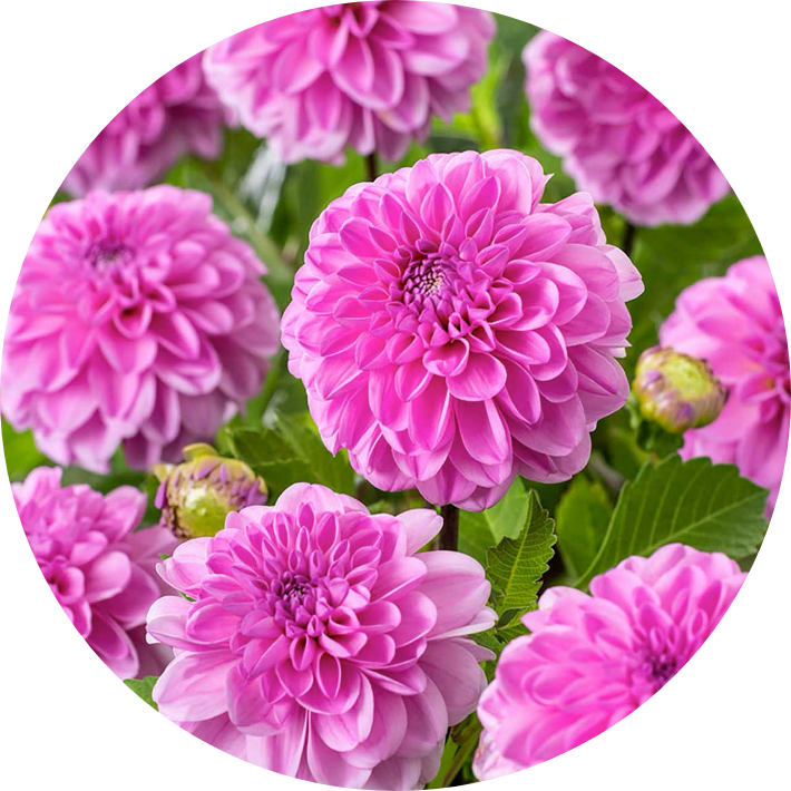 Dahlia
