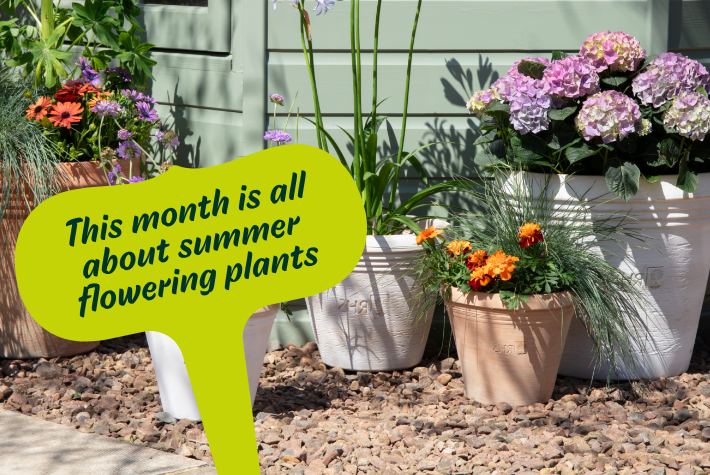 Gardening tips for July