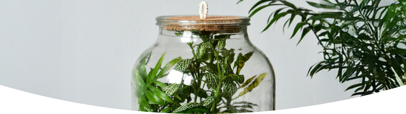 Create a rainforest in a jar