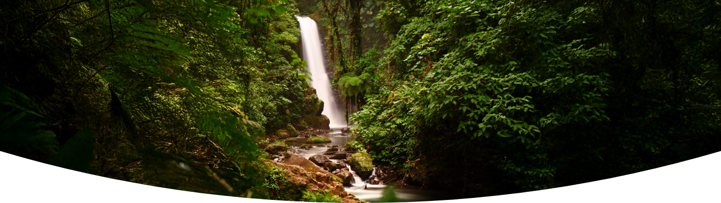 Exploring the rainforest