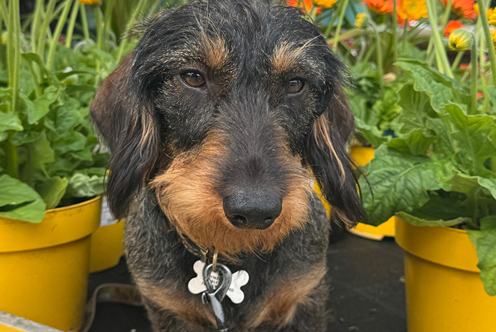 Dogs at Dobbies June winner