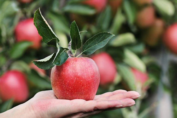 Grow your own apple tree