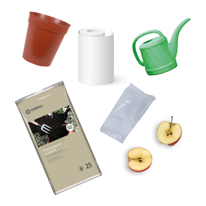 Grow your own apple tree