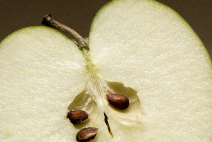 Grow your own apple tree