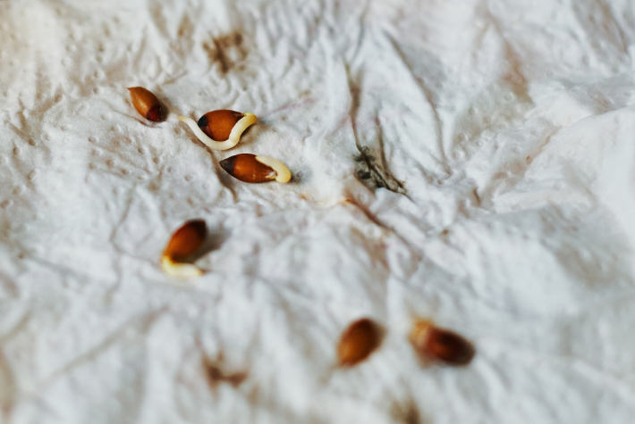 Grow your own apple tree