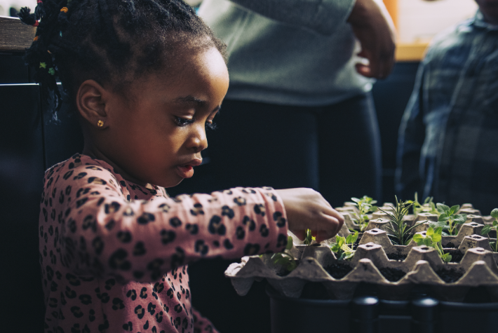 Grow your own apple tree
