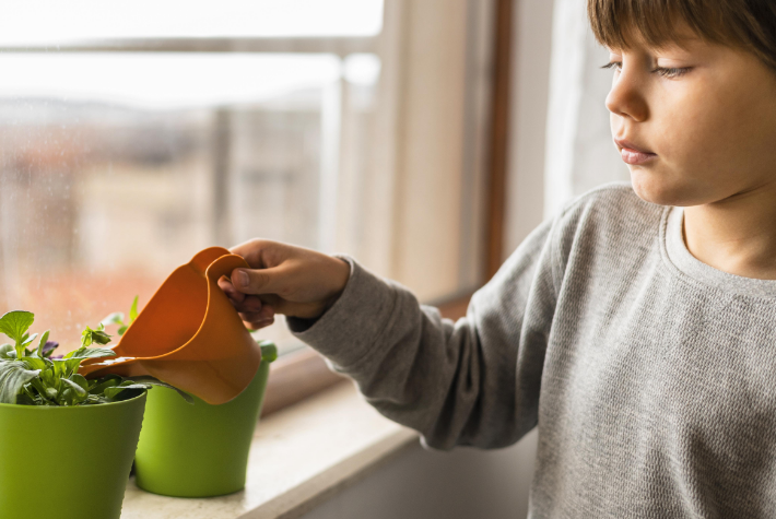 Grow your own apple tree