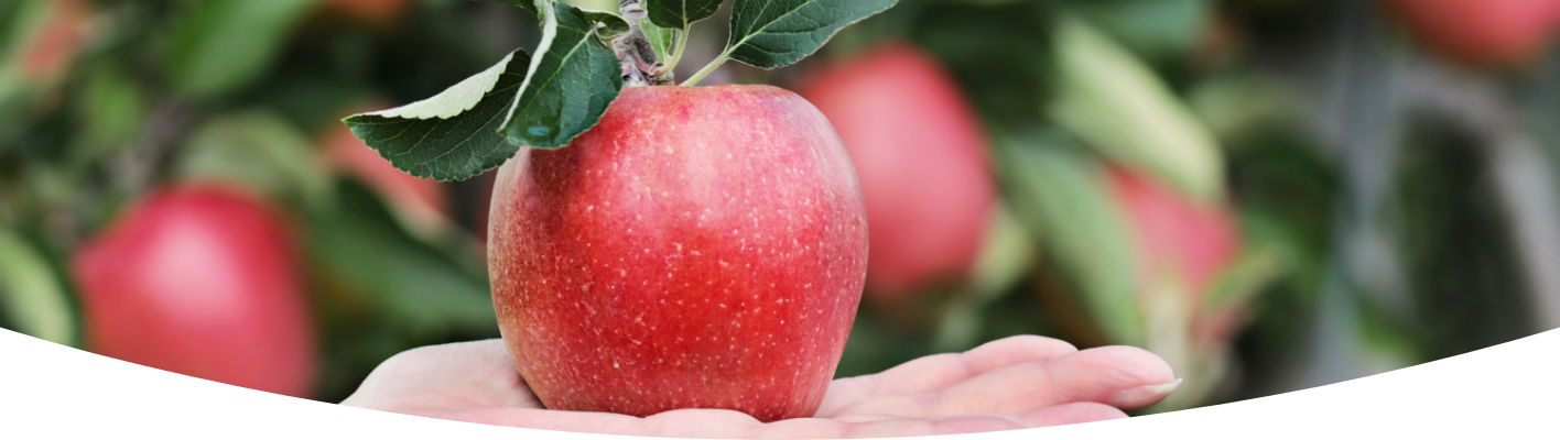Grow your own apple tree
