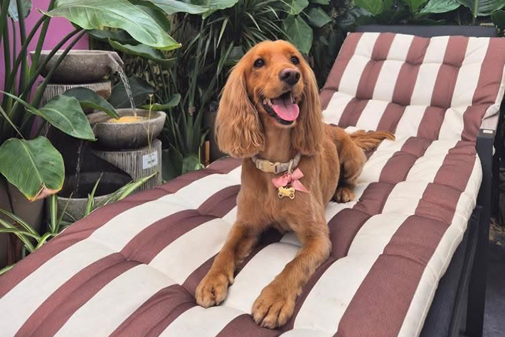 Dogs at Dobbies August winner