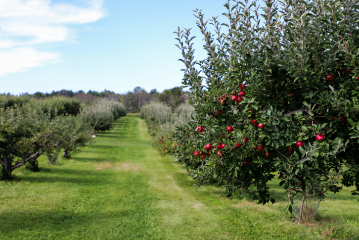 Learn about incredible orchards