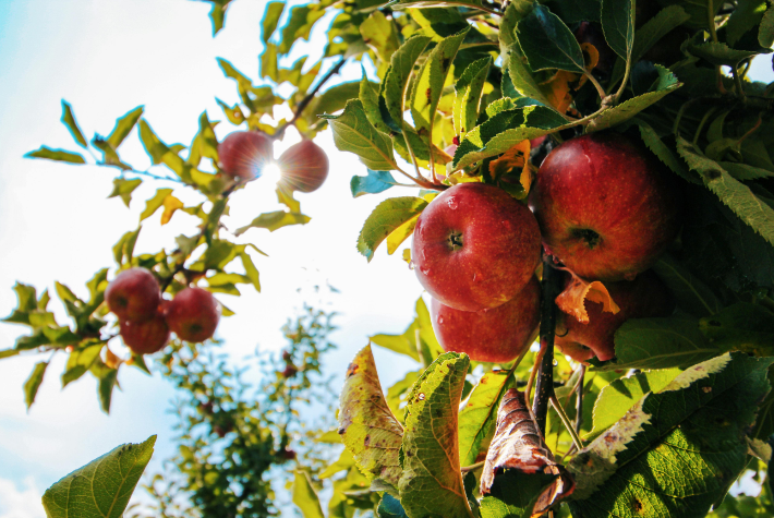 Learn about incredible orchards