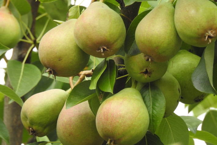 Learn about incredible orchards