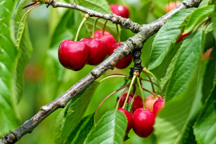 Learn about incredible orchards