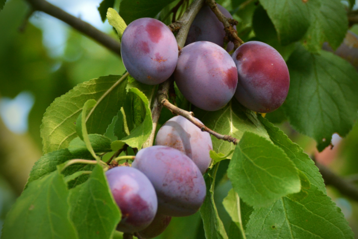 Learn about incredible orchards
