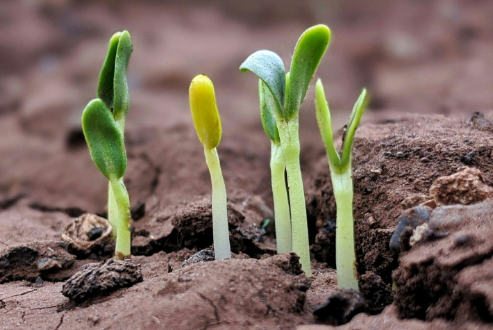 Learn about incredible orchards