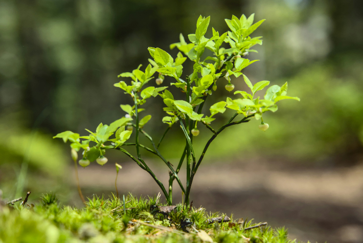 Learn about incredible orchards