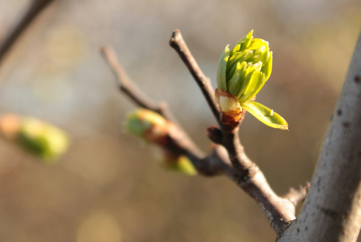 Learn about incredible orchards