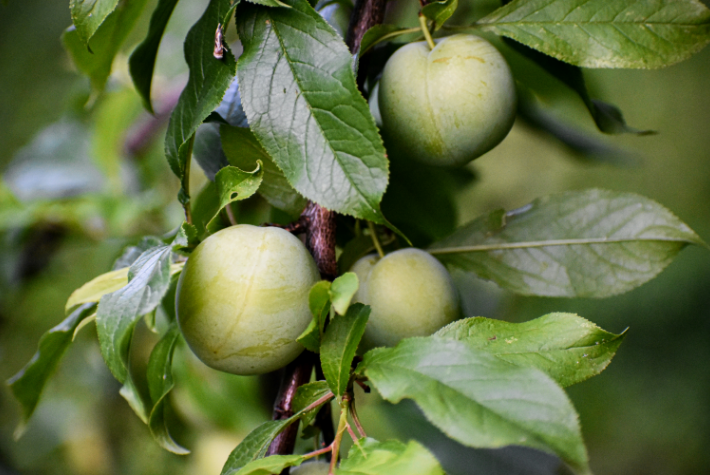 Learn about incredible orchards