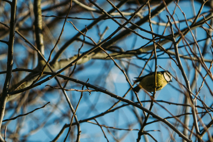 Learn about incredible orchards