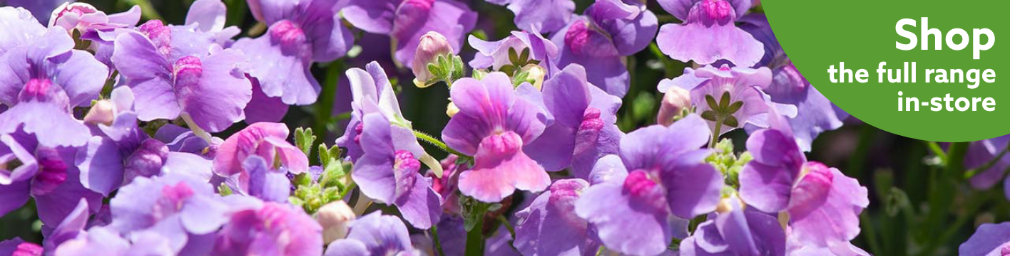 Summer bedding plants