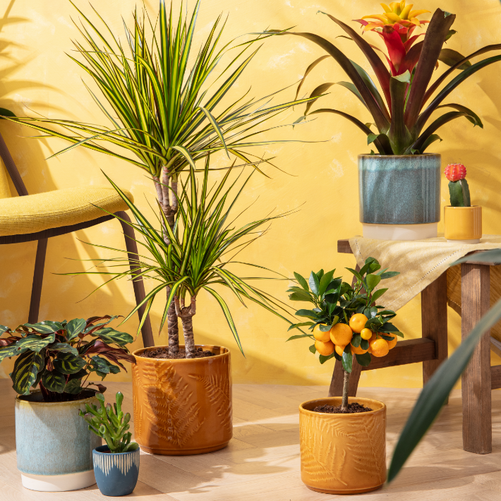 Gardening tips for August