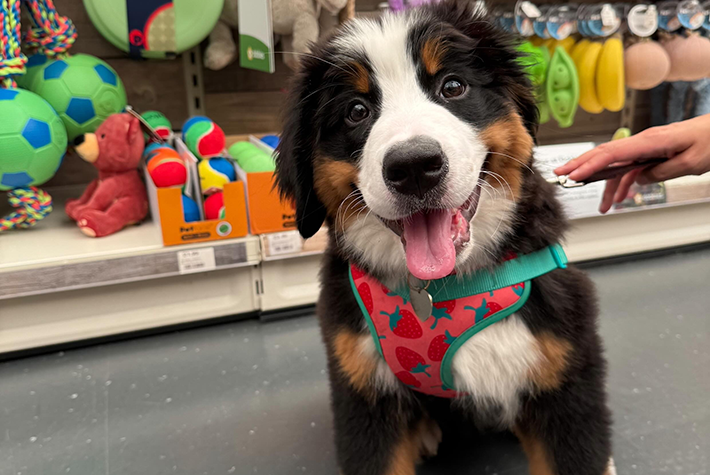 Dogs at Dobbies July winner