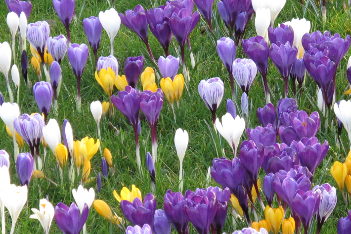 Taylor’s Top 10 spring flowering bulbs
