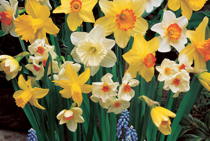 Taylor’s Top 10 spring flowering bulbs